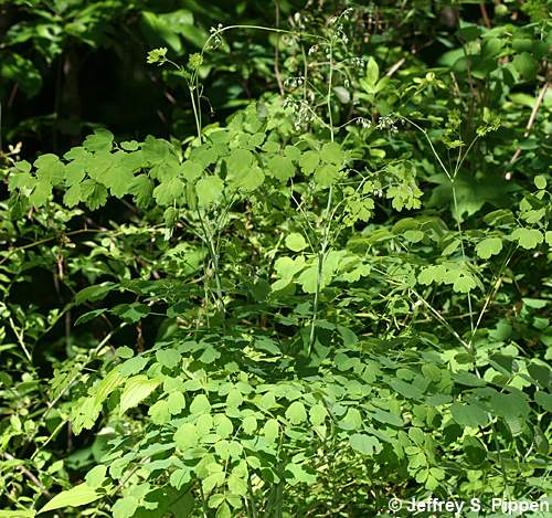 Appalachian Meadowrue, Maid of the Mist, Thick-leaved Meadowrue (Thalictrum coriaceum)