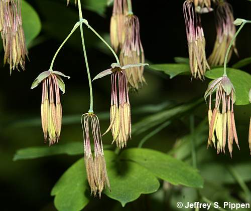 Appalachian Meadowrue, Maid of the Mist, Thick-leaved Meadowrue (Thalictrum coriaceum)