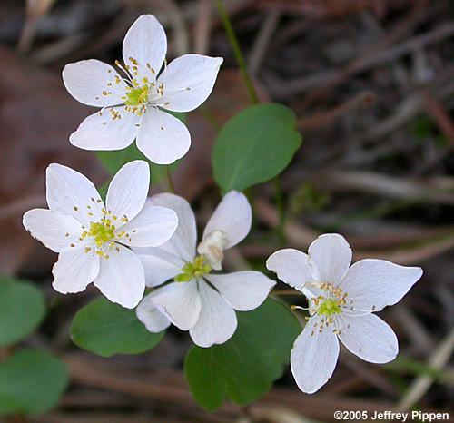 Rue Anemone (Thalictrum thalictroides)