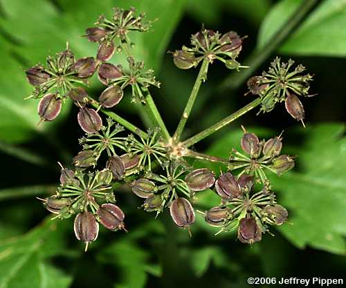 Hairyjoint Meadow Parsnip (Thaspium barbinode)