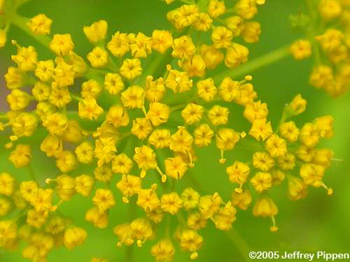 Hairyjoint Meadow Parsnip (Thaspium barbinode)