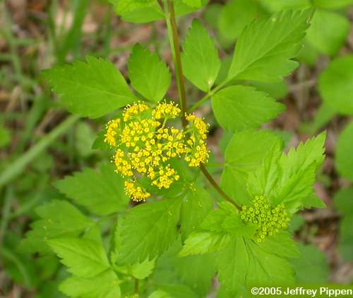 Hairyjoint Meadow Parsnip (Thaspium barbinode)