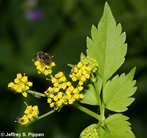 Hairyjoint Meadow Parsnip (Thaspium barbinode)