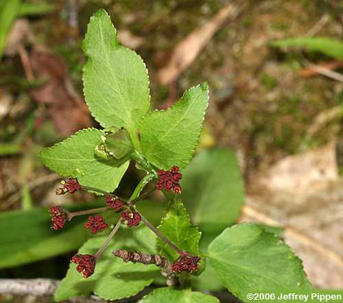 Purple Meadow Parsnip (Thaspium trifoliatum)