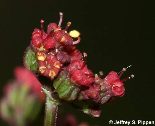 Purple Meadow Parsnip (Thaspium trifoliatum)