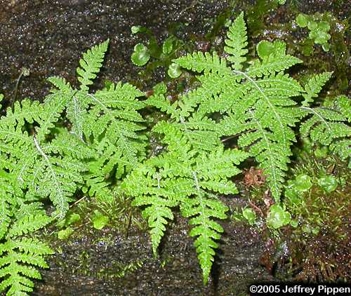 Long Beechfern, Northern Beech Fern (Phegopteris connectilis)