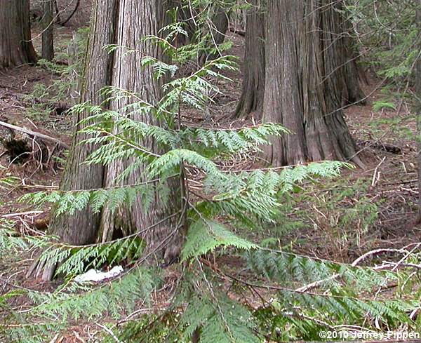 Western Red Cedar, Giant Arborvitae (Thuja plicata)
