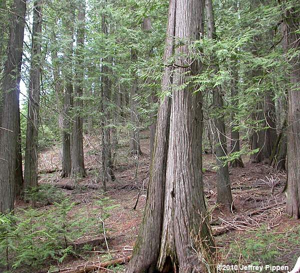 Western Red Cedar, Giant Arborvitae (Thuja plicata)