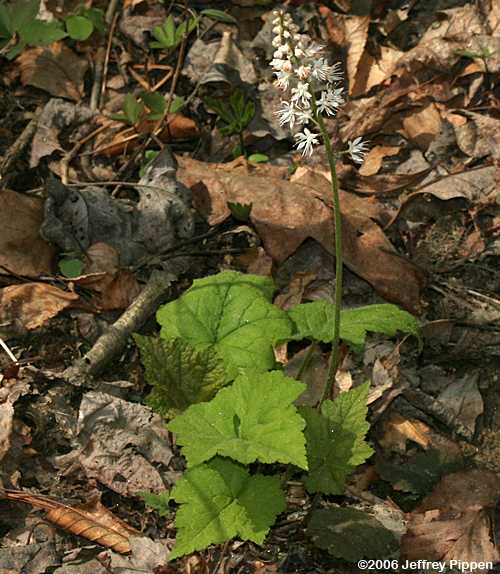 Foamflower (Tiarella cordifolia)