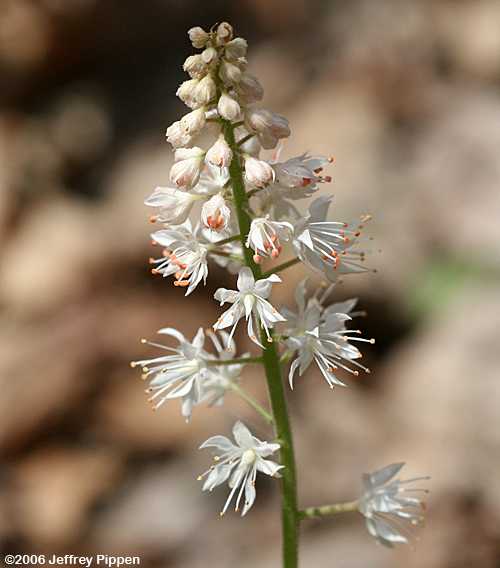 Foamflower (Tiarella cordifolia)