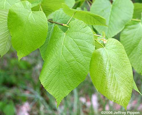 American Basswood (Tilia americana var. heterophylla)