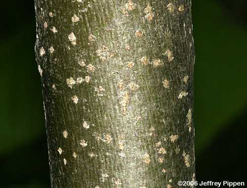 American Basswood (Tilia americana var. heterophylla)