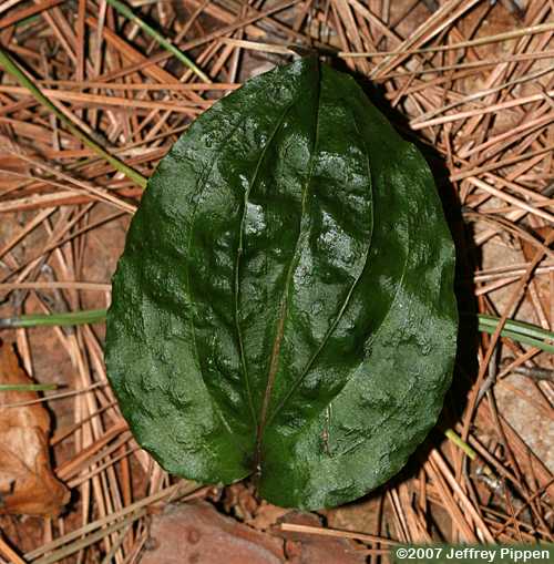 Cranefly Orchid (Tipularia discolor)
