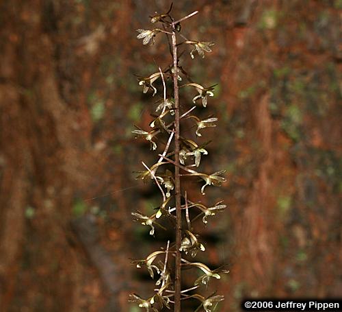 Cranefly Orchid (Tipularia discolor)