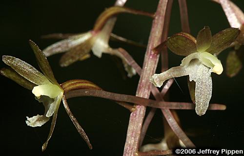 Cranefly Orchid (Tipularia discolor)