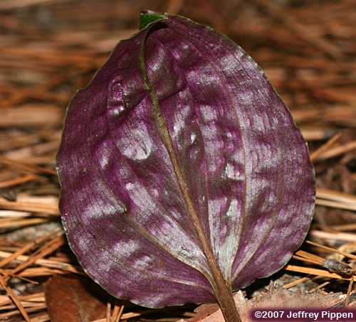 Cranefly Orchid (Tipularia discolor)
