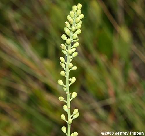 Smooth Tofieldia, White Asphodel, Carolina Bog Asphodel (Tofieldia glabra)