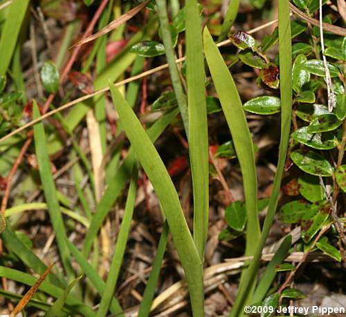 Smooth Tofieldia, White Asphodel, Carolina Bog Asphodel (Tofieldia glabra)