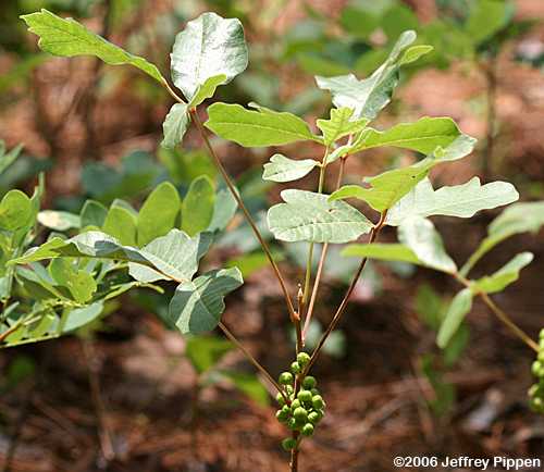 Poison Oak (Toxicodendron pubescens)