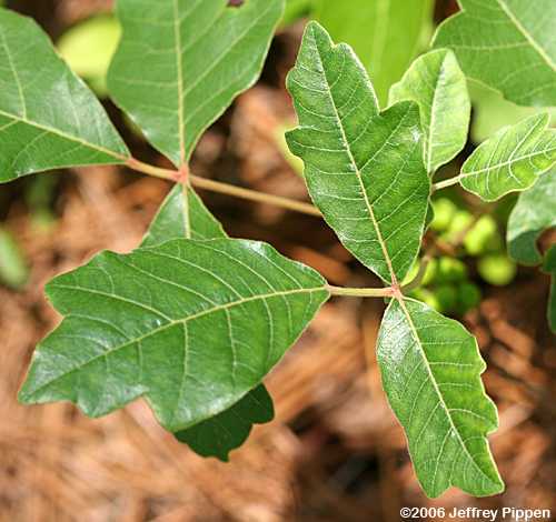 Poison Oak (Toxicodendron pubescens)