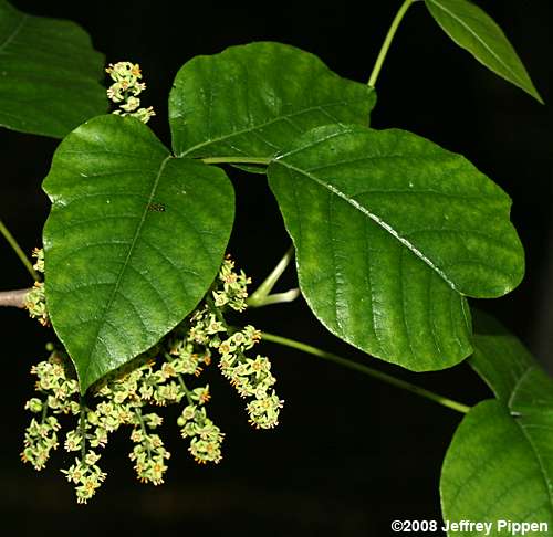 Poison Ivy (Toxicodendron radicans)