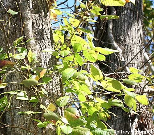 Poison Ivy (Toxicodendron radicans)