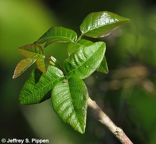 Poison Ivy (Toxicodendron radicans)