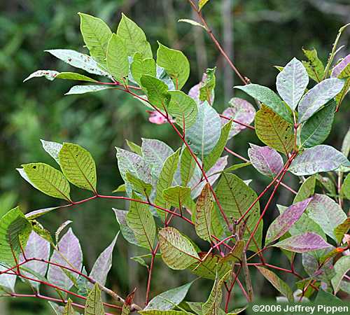 Poison Sumac (Toxicodendron vernix)