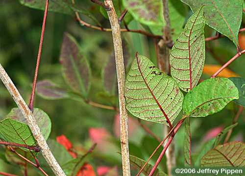 Poison Sumac (Toxicodendron vernix)