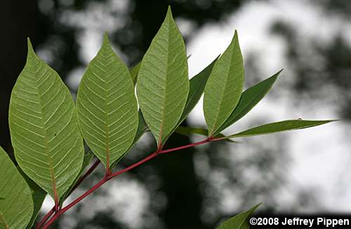 Poison Sumac (Toxicodendron vernix)