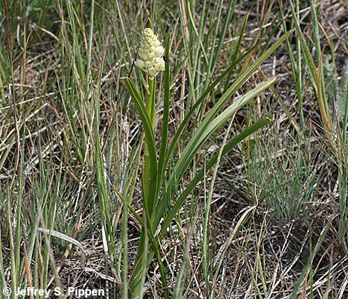 Meadow Death Camas (Toxicoscordion venenosum)