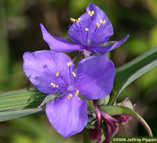 Spiderwort (Tradescantia sp.)