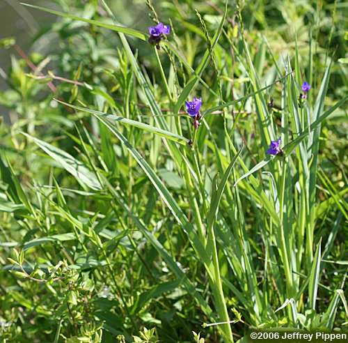 Spiderwort (Tradescantia sp.)