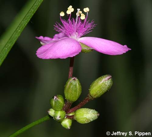 Grassleaf Roseling, Rose Spiderwort (Cuthbertia graminea, Tradescantia rosea)