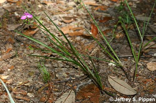 Grassleaf Roseling, Rose Spiderwort (Cuthbertia graminea, Tradescantia rosea)