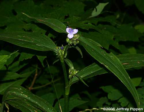 Broadleaf Spiderwort, Wide-leaved Spiderwort, Zigzag Spiderwort (Tradescantia subaspera)