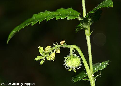 Nettleleaf Noseburn (Tragia urticifolia)