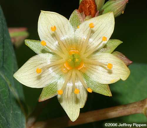 Virginia Marsh St. John's Wort (Triadenum virginicum)