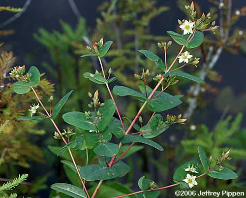 Virginia Marsh St. John's Wort (Triadenum virginicum)