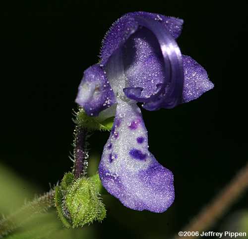 Forked Blue Curls, Common Blue Curls (Trichostema dichotomum)