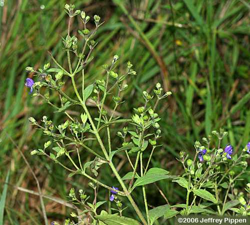 Forked Blue Curls, Common Blue Curls (Trichostema dichotomum)