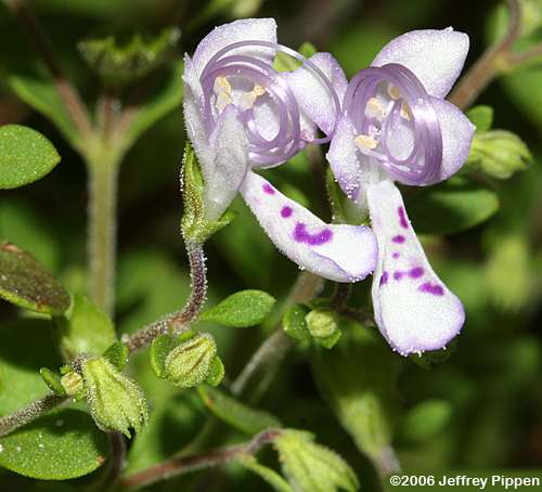 Blue Curls new species 1 (Trichostema species 1)