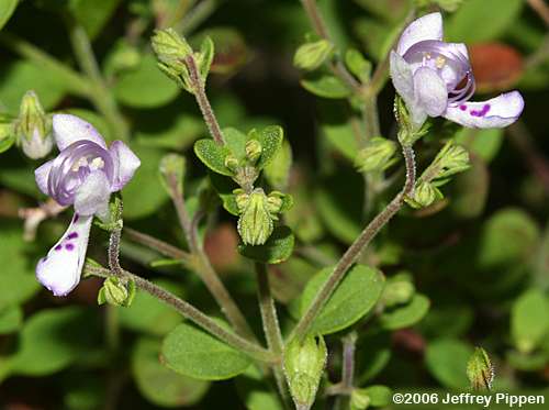 Dune Blue Curls, Carolina Blue Curls (Trichostema species 1)