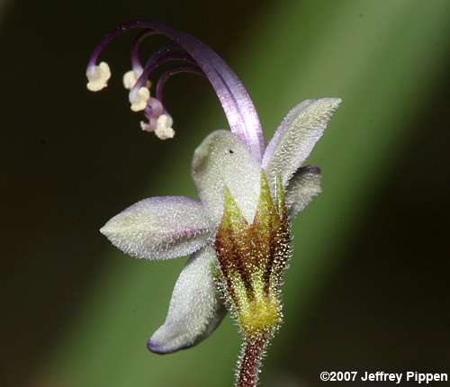 Dune Blue Curls, Carolina Blue Curls (Trichostema species 1)