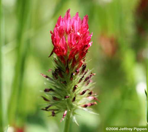Crimson Clover (Trifolium incarnatum)
