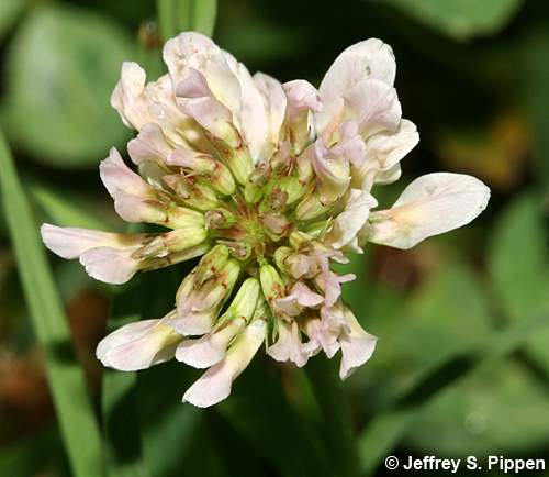 White Clover (Trifolium repens)