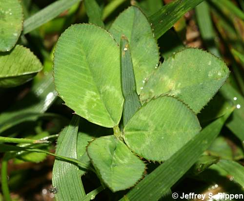 White Clover (Trifolium repens)