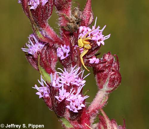 Hairy Chaffhead (Trilisa paniculata, Carphephorus paniculatus)