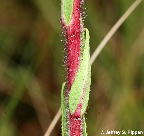 Hairy Chaffhead (Trilisa paniculata, Carphephorus paniculatus)