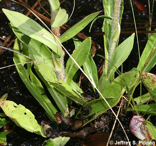 Hairy Chaffhead (Trilisa paniculata, Carphephorus paniculatus)